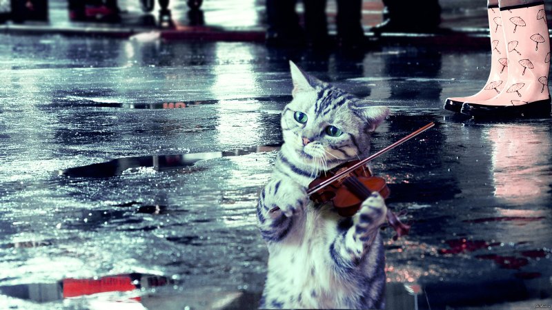 Мокрый кот под дождем