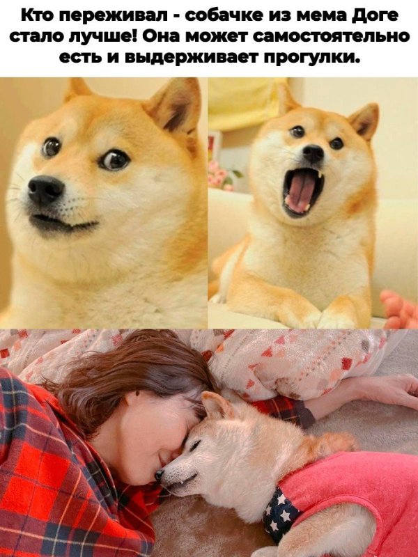 Кабосу собака