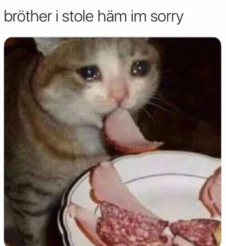 Плачущий кот с едой