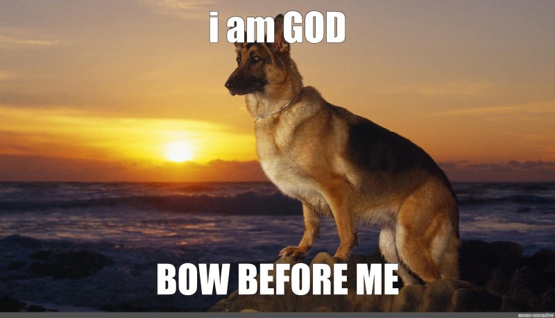 Сутулая собака овчарка Мем