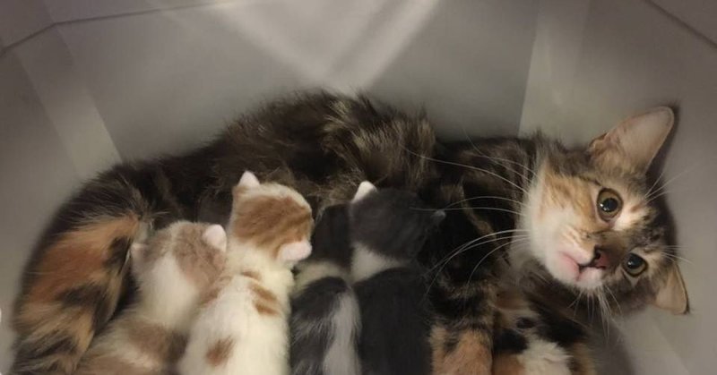 Уставшая кошка с котятами