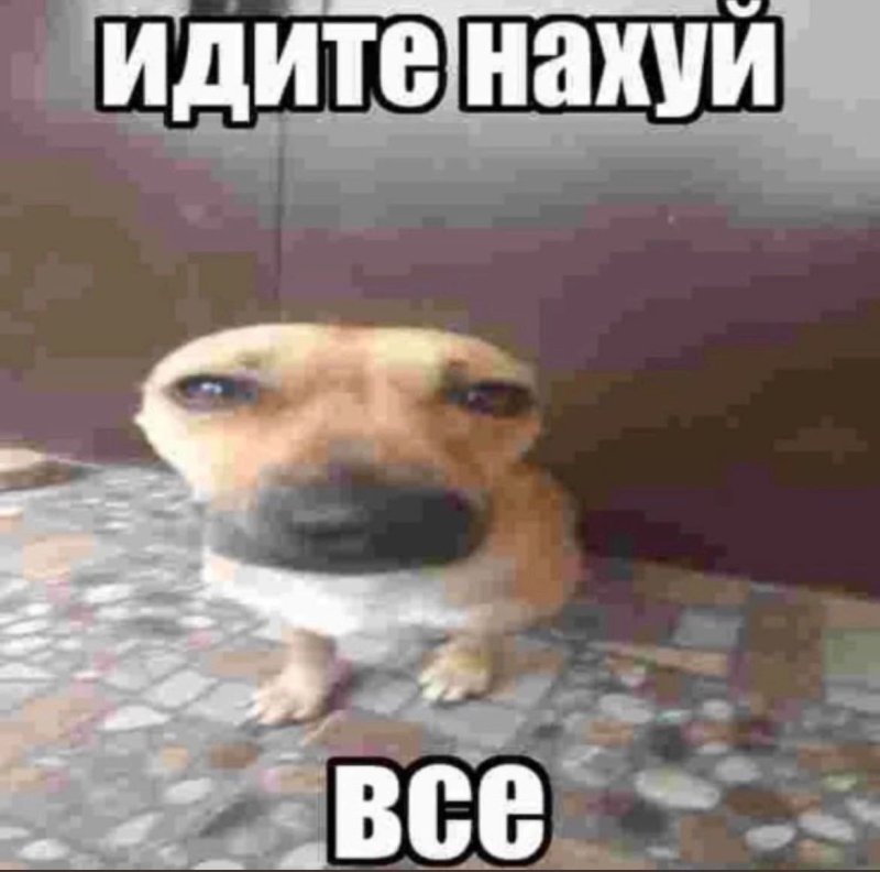Идите нахуй все собака Мем