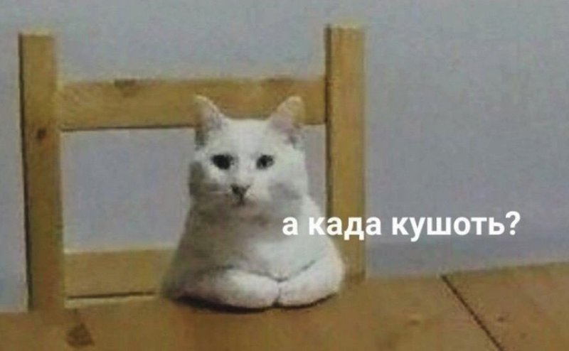 Кот кушоц