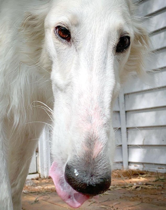 Русская псовая борзая нос