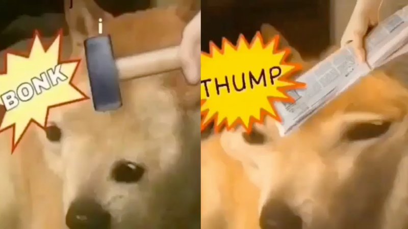 Собака с дубинкой Мем