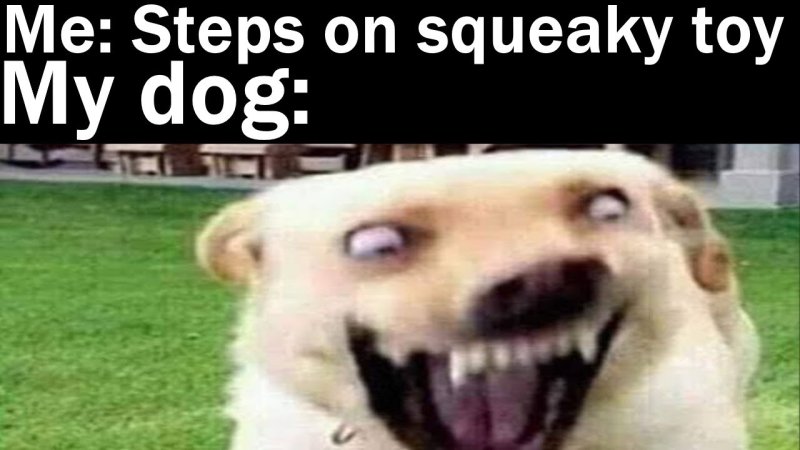 Упоротый собака