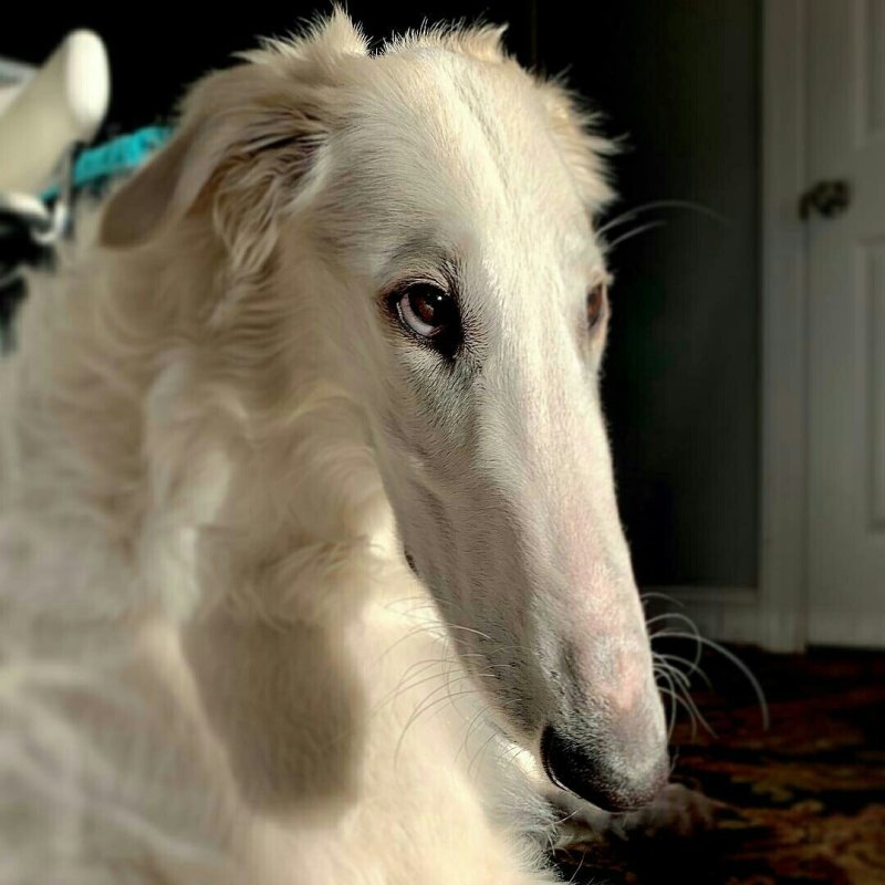 Гончая псовая борзая