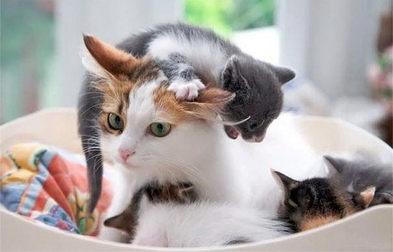 Кошка с котятами