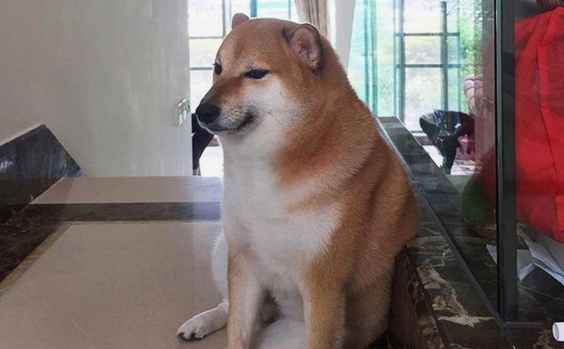 Мем с собакой сиба ину