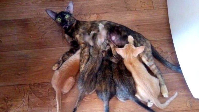 Уставшая кошка мать