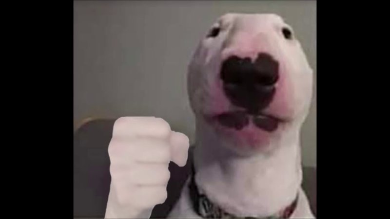 Белая собака из мемов