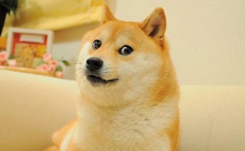 Сиба-ину Doge