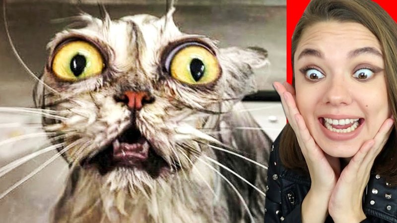 Кот с вытаращенными глазами