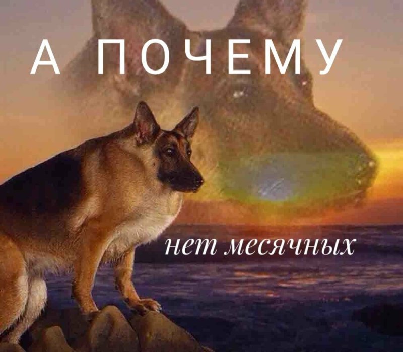 Овчарка Макс Мем