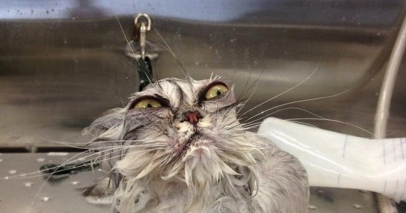 Мокрые коты