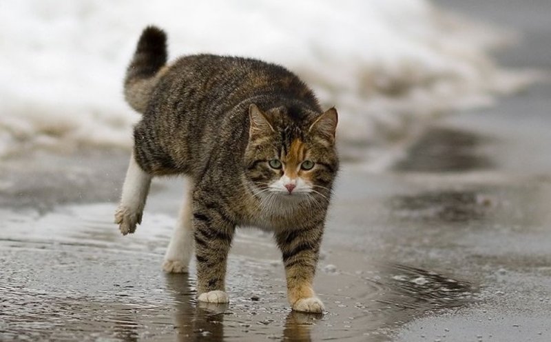 Кот в луже под дождём