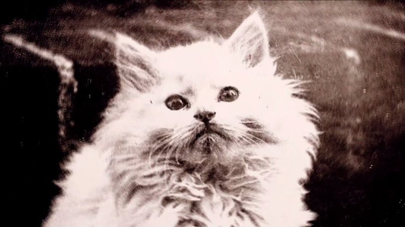 Гифки с котом