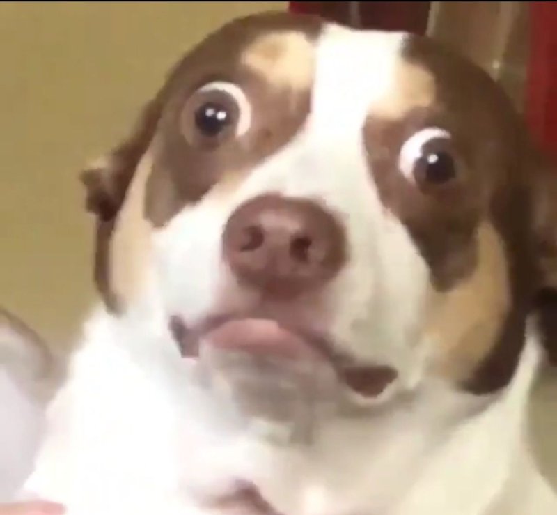 Мемы с собаками