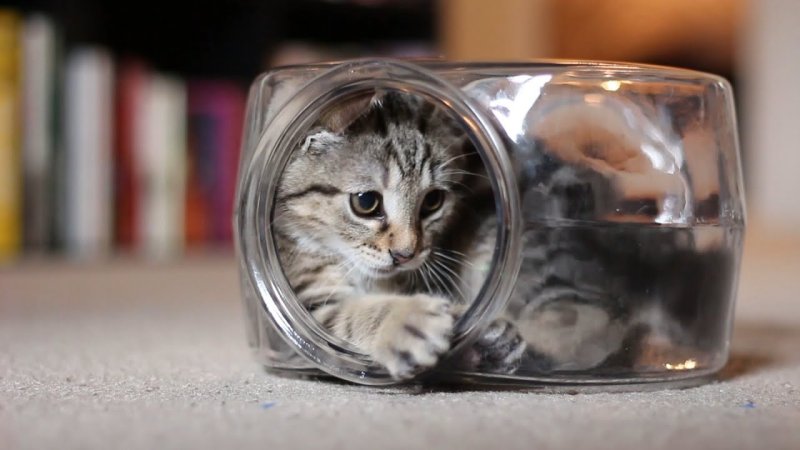 Кот залез в банку