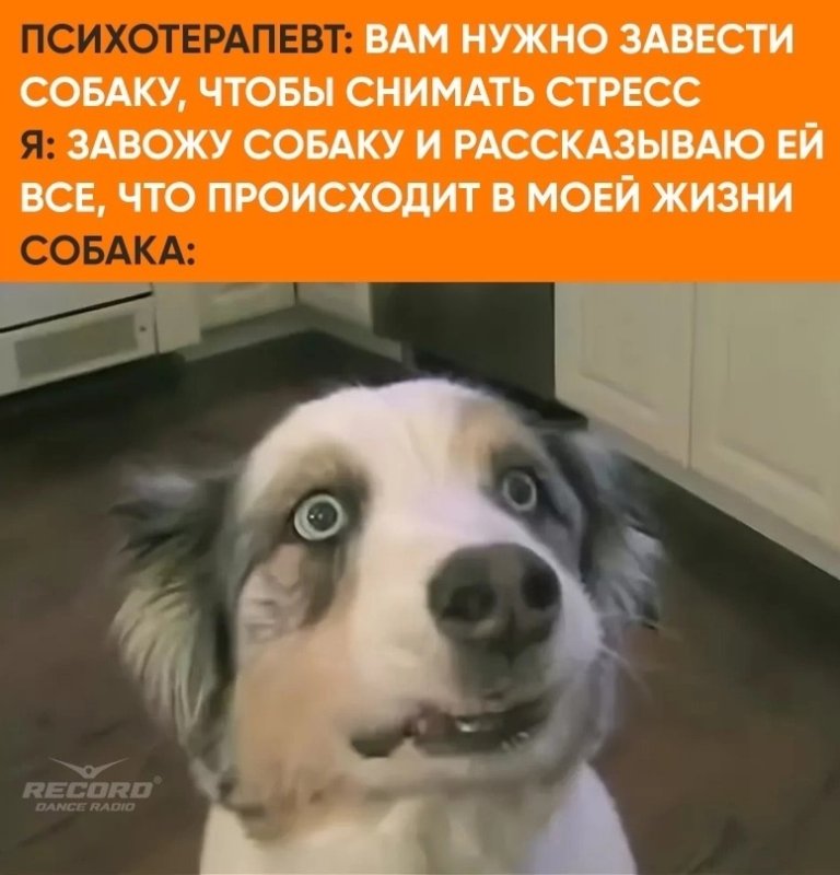 Собаки с испуганным взглядом