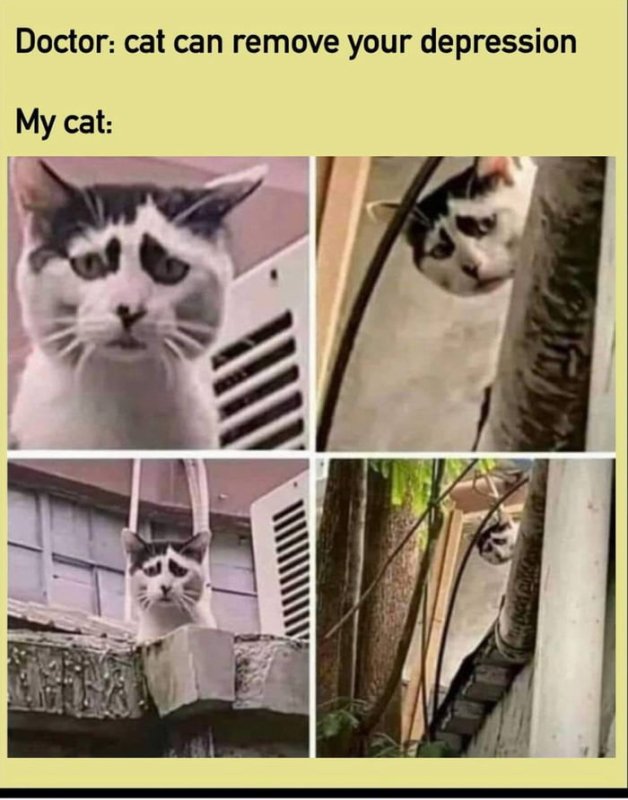 Грустный депрессивный котик