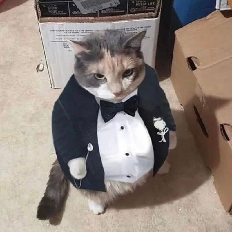 Толстый кот в пиджаке