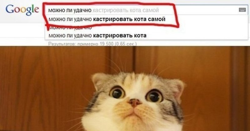 Мемы про кастрацию кота