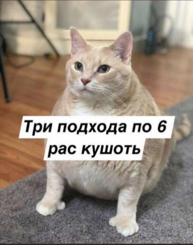 Кушац коты