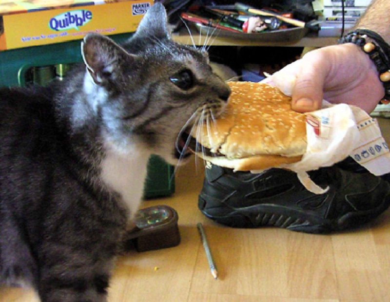 Кот не голодный