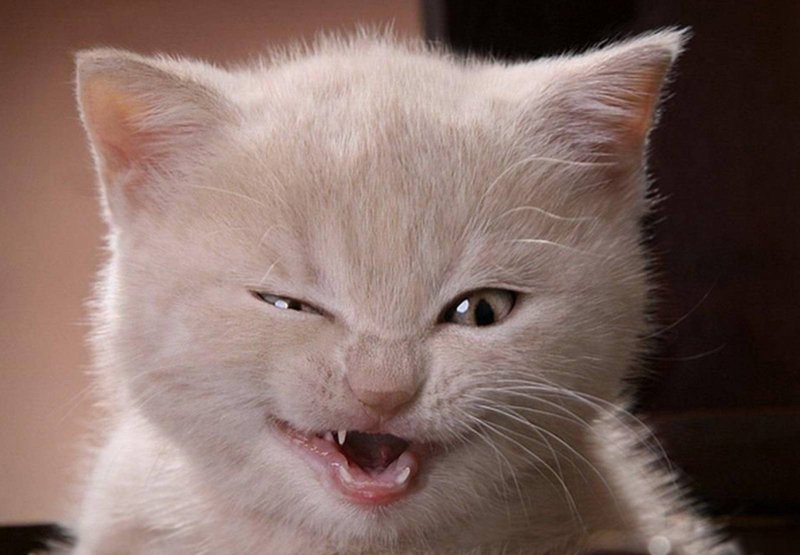 Котенок смеется