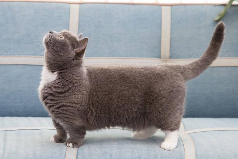 Манчкин (порода кошек)