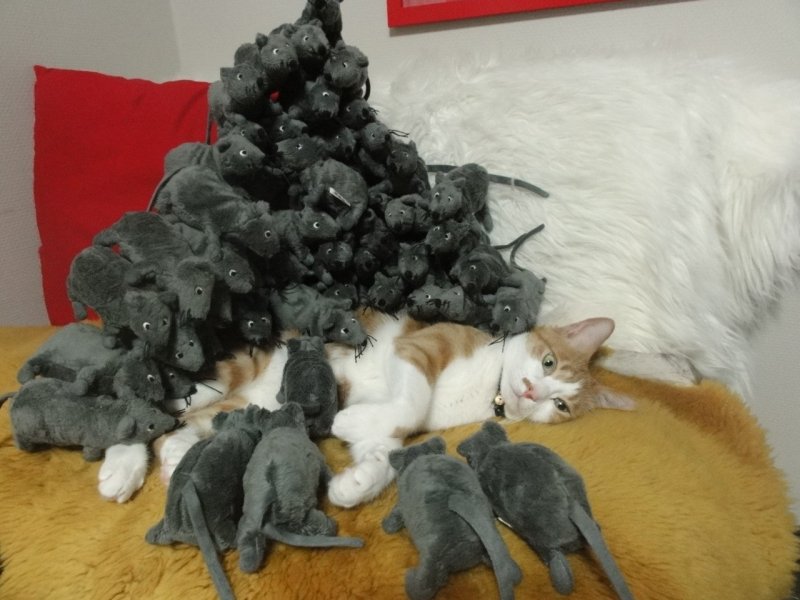 Много котов