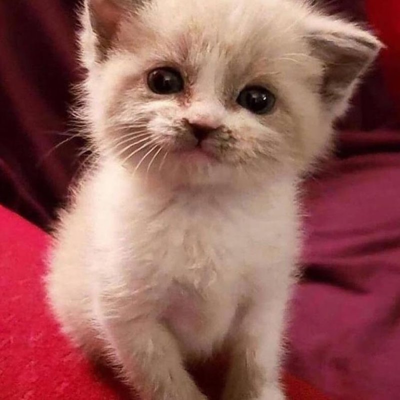 Котенок улыбается