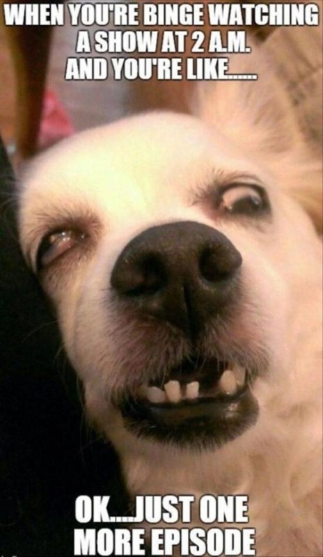 Кричащая собака