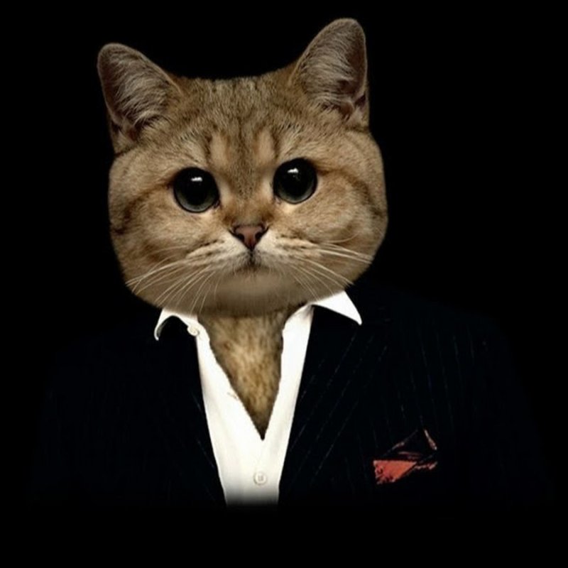 Кот в костюме