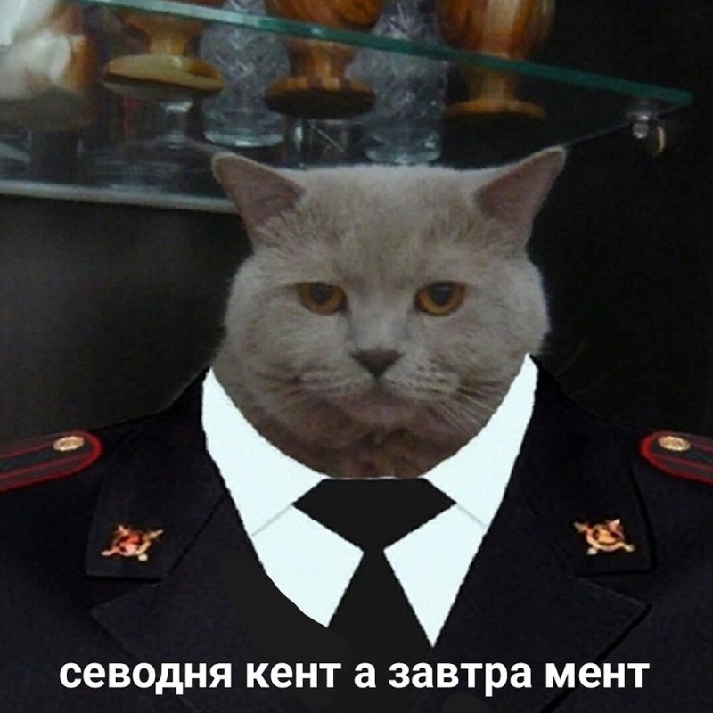 Кот в форме