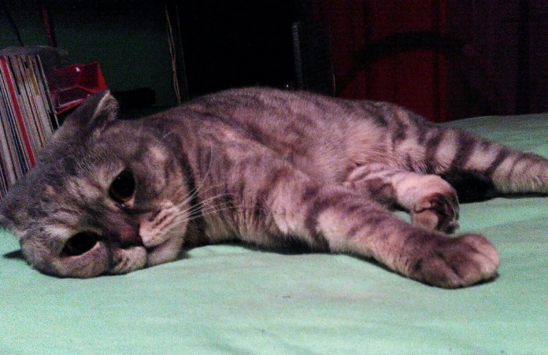 Коты в депрессии