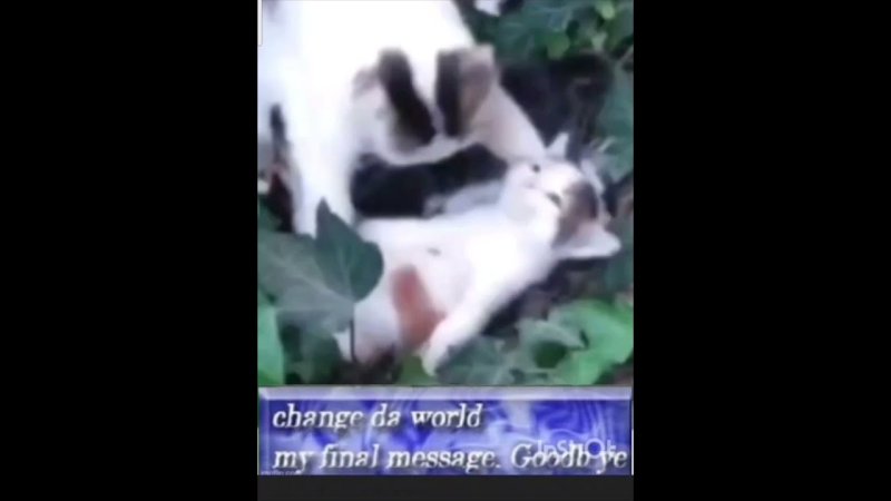 Отдыхай Мем с котами оригинал