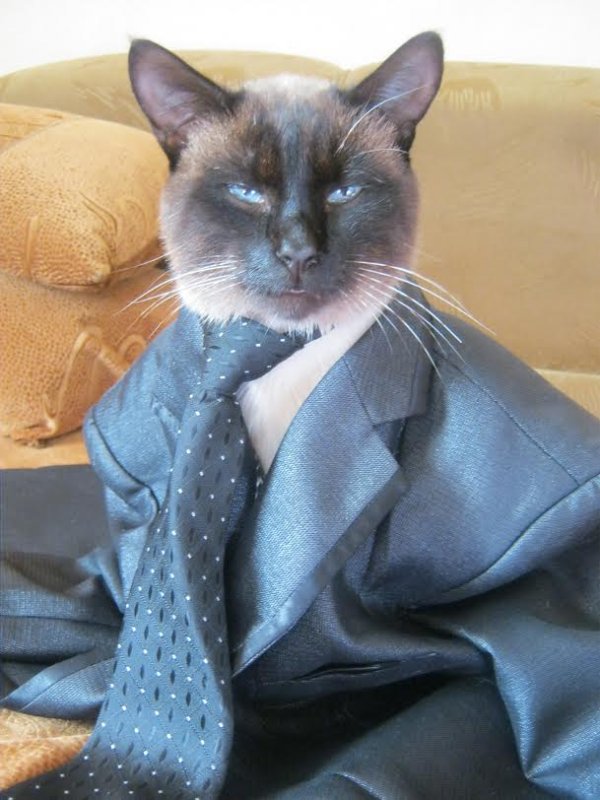 Кот в пиджаке