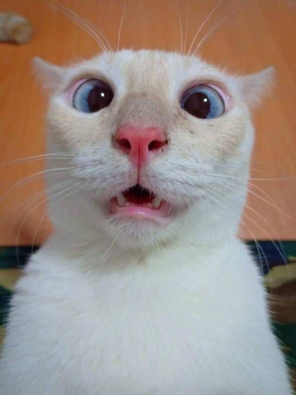 Кот Мем