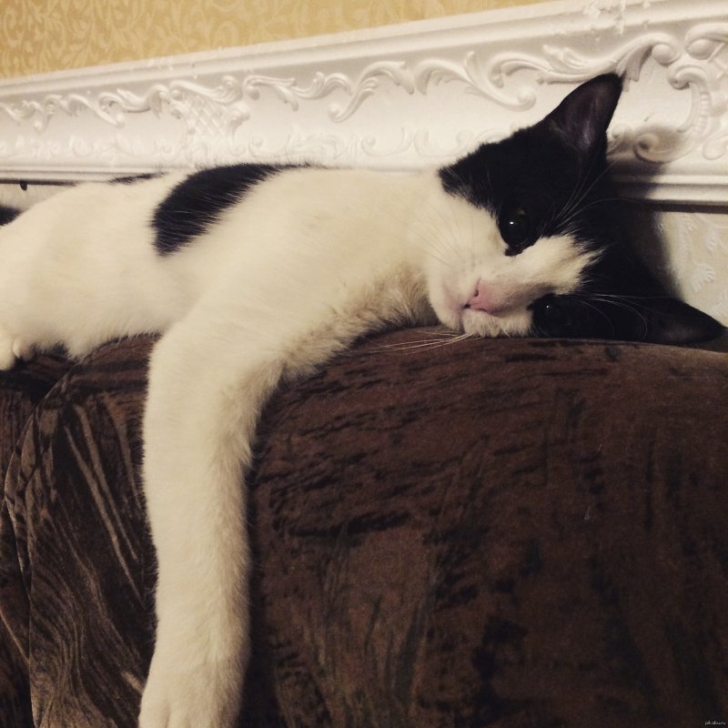 Кошечка в депрессии