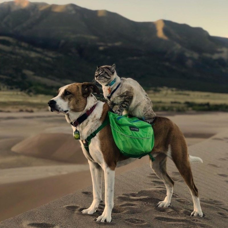 Кот балу и пес Генри путешественники