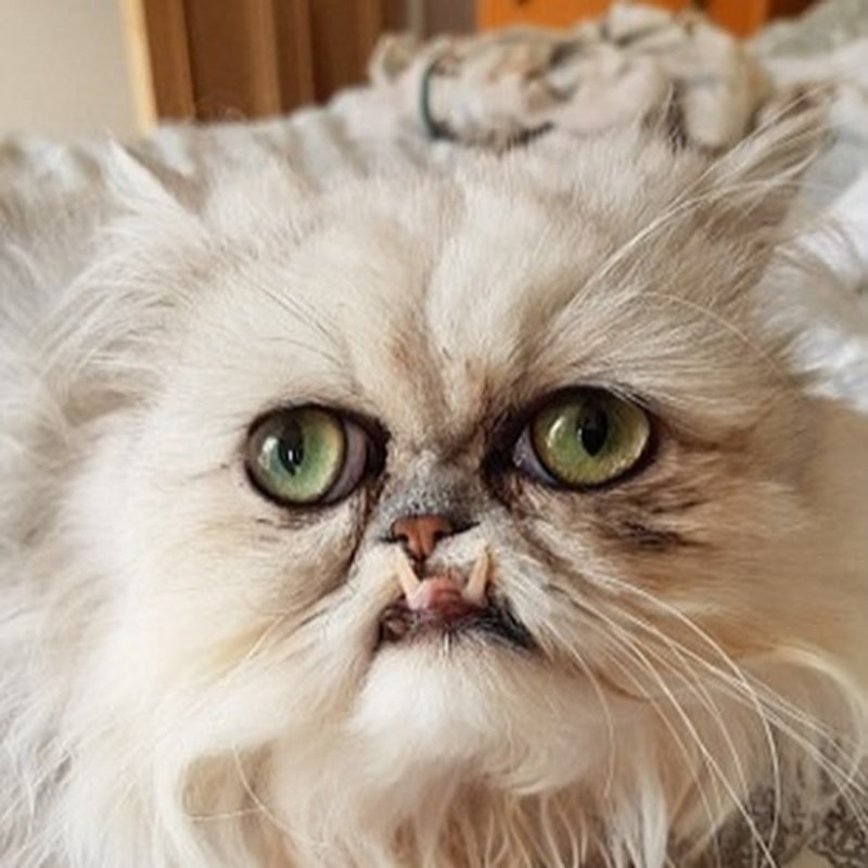 Кот Персидская шиншилла Вилфред