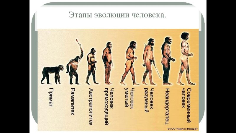 Этапы развития человека хомо сапиенс