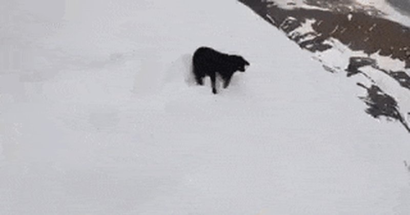Собака скатывается с горы