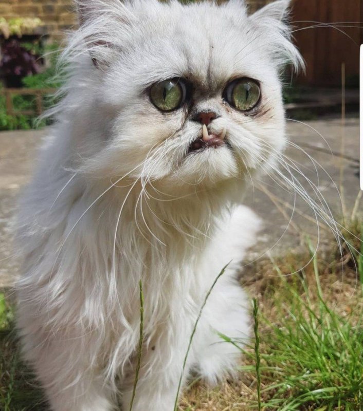 Уилфред Уорриор кот