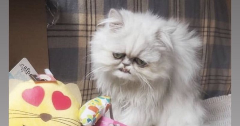 Котик в депрессии