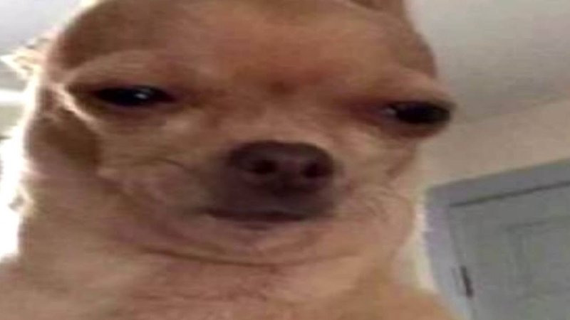 Чихуахуа подозревака