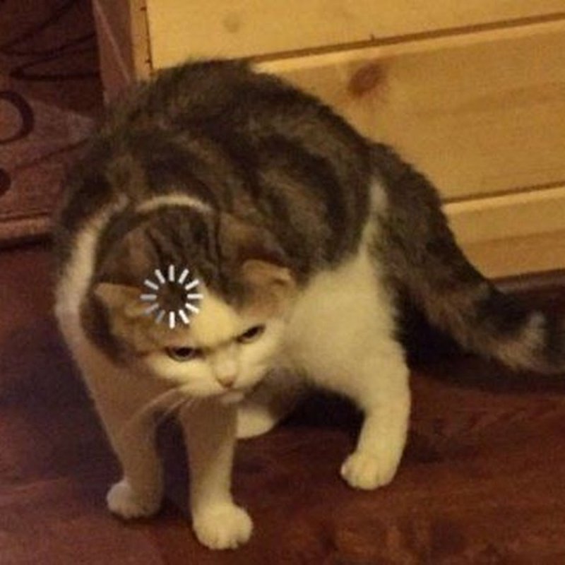 Кот с загрузкой на голове