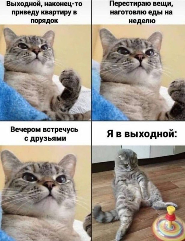 Мемы с котиками